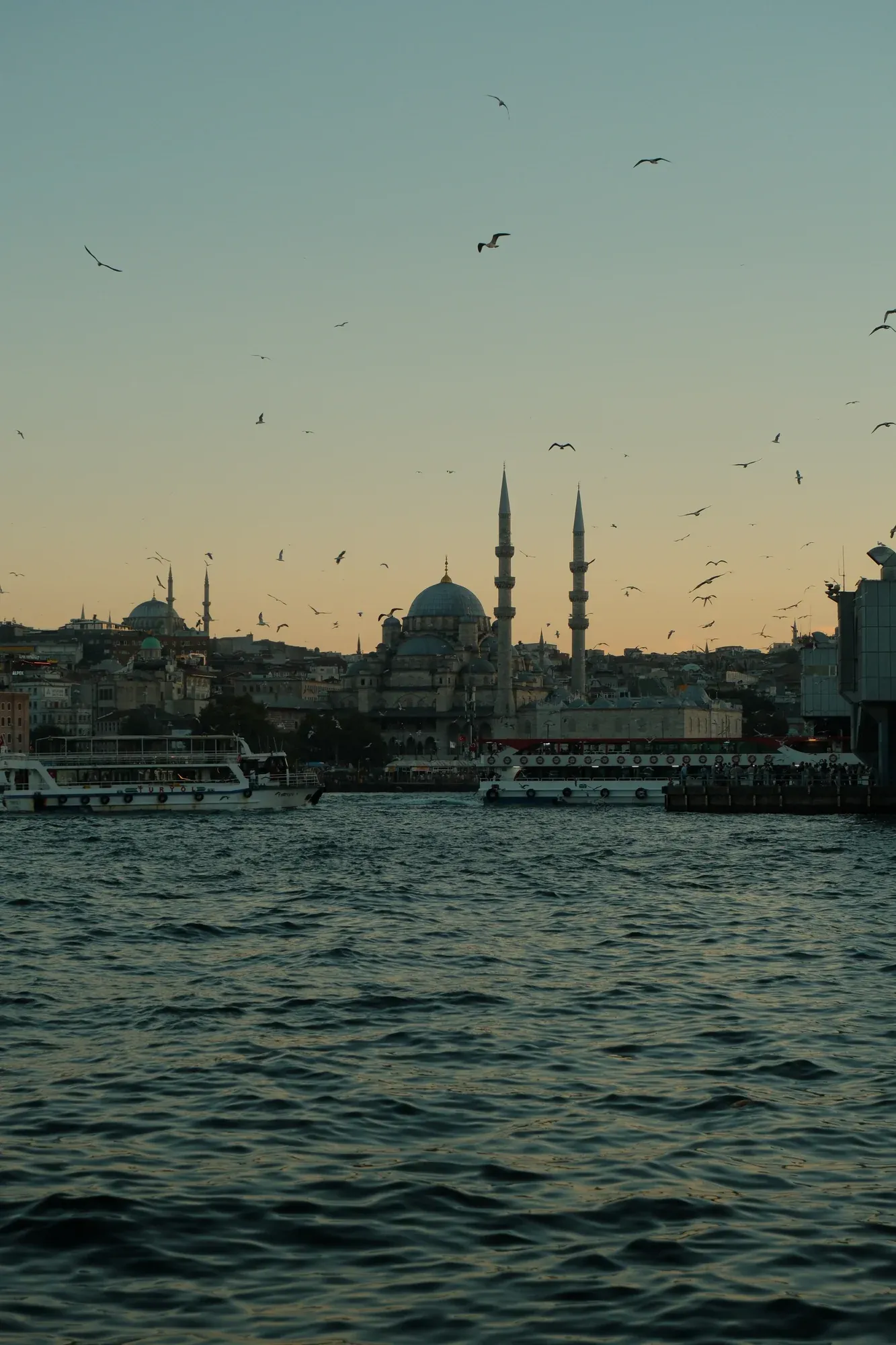 Birds above the Istanbul waterfront in the evening light