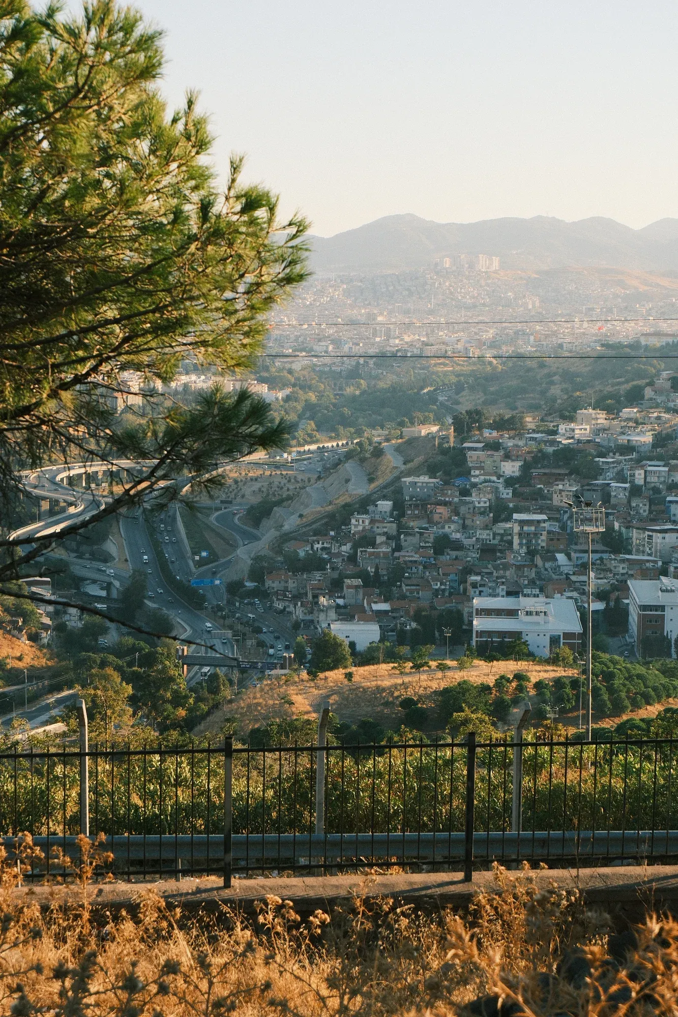 Pine branches framing the hillside neighbourhoods of Izmir