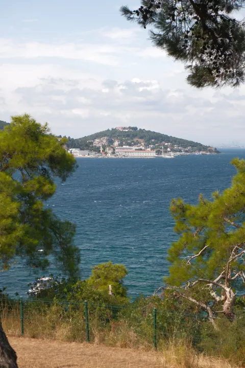 Pine branches frame an island shoreline with white waterfront buildings across a blue sea.