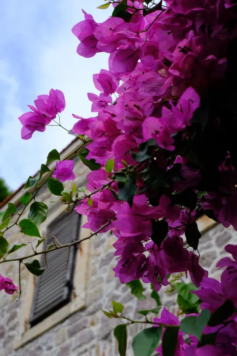 Vivid pink bougainvillea and green leaves hang over a pale stone house with a shuttered window beneath a blue sky.